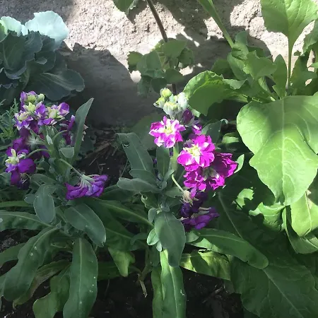 Apartmán Cozy En Casa Con Encanto *