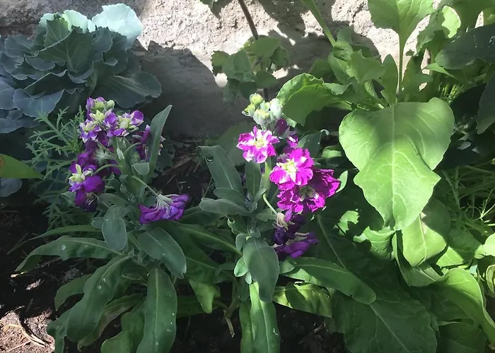 Appartement Cozy En Casa Con Encanto *